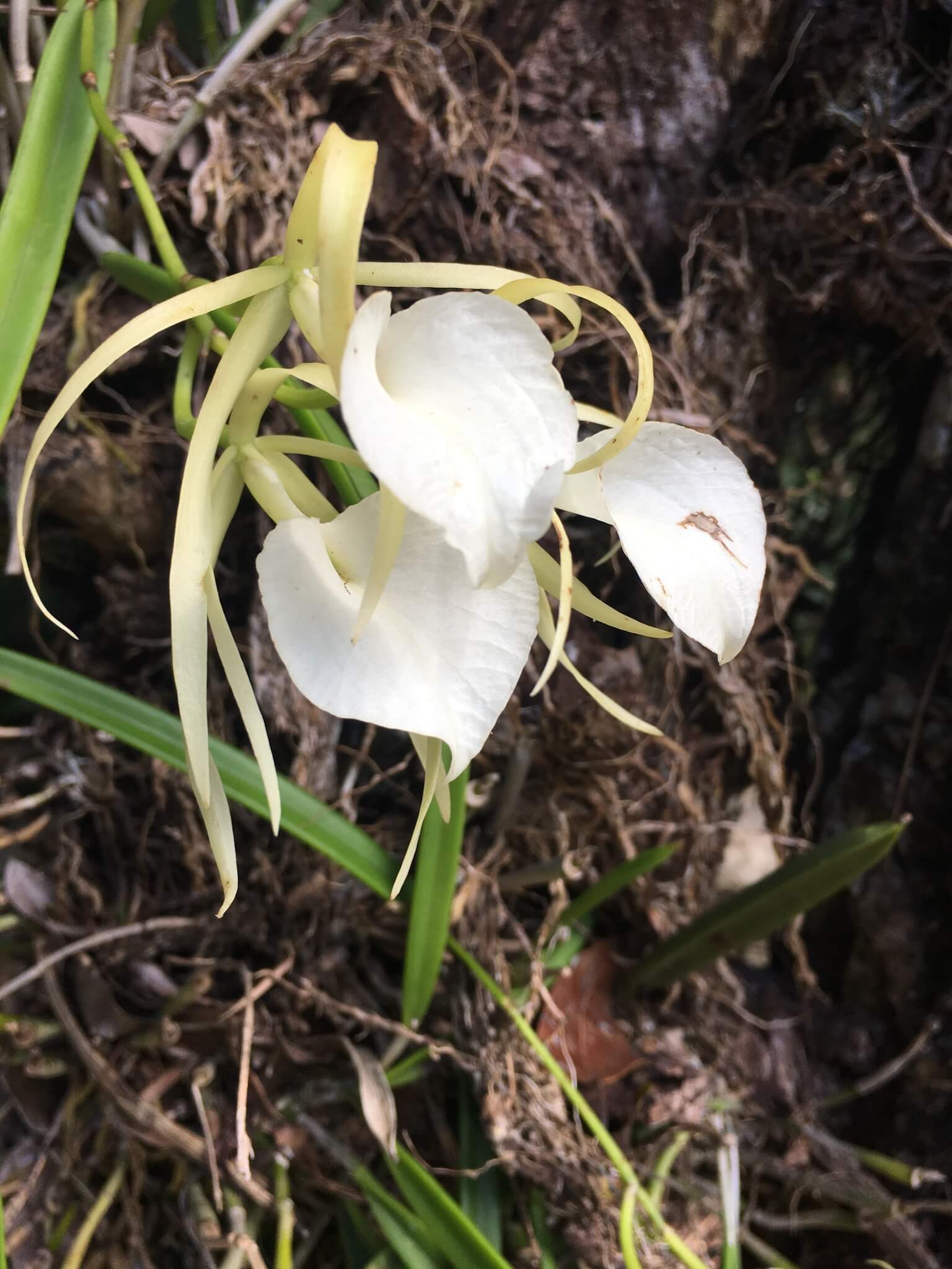 Brassavola nodosa 